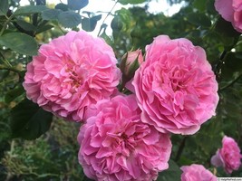Lavender Lassie rose plant bare root, own root, 2 years old - $27.72