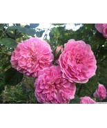 Lavender Lassie rose plant bare root, own root, 2 years old - $38.03 CAD