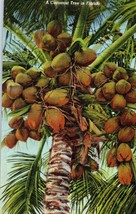 Coconut Tree Stephen Foster Memorial Park Florida Postcard - £3.91 GBP