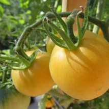 30 Garden Peach Tomato, Cocona, NON-GMO Heirloom Vegetable Seeds - £14.18 GBP