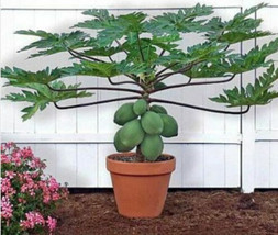 25 Waimanalo Papaya Seeds Bears Very Low To Ground    - £7.37 GBP