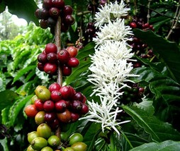 ArfanJaya 20_Seeds Coffea arabica Arabian Coffee - £12.15 GBP