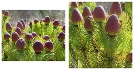 Leucadendron TERETIFOLIUM Garden Ornamental Seeds 10 Seeds INTERNATIONAL... - $33.99