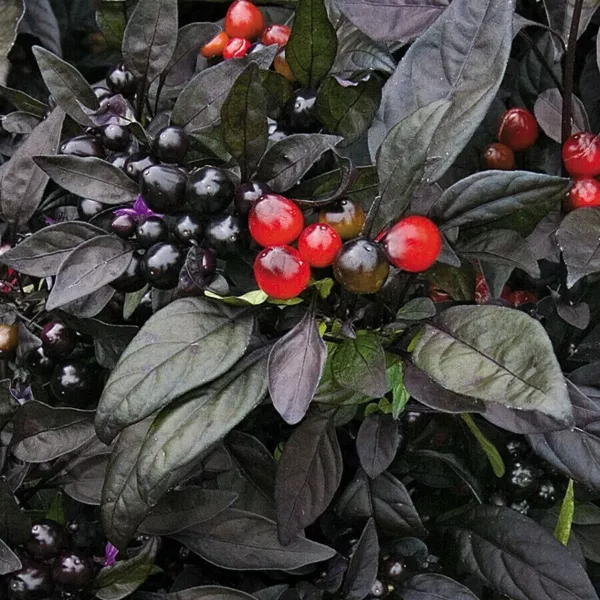 USA Seller FreshBlack Pearl Pepper Seeds Very Unique Pepper - £10.18 GBP