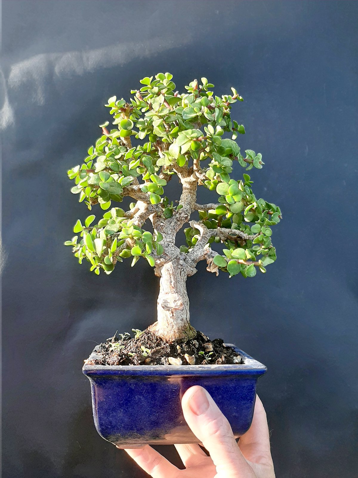 Portulacaria afra Bonsai tree 18 year old plant - £117.32 GBP