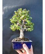 Portulacaria afra Bonsai tree 18 year old plant - £117.51 GBP