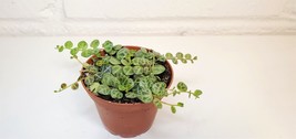 3&quot; Pot Peperomia Prostrata ,String of turtles plant - £25.53 GBP