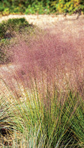 200 Seeds Pink Flamingo Muhly Grass Ground Cover Muhlenbergia Capillaris - £3.44 GBP