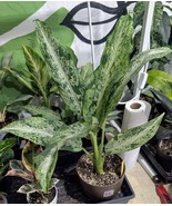 MBK Dieffenbachia Maui Wowee Bulk Seeds - $43.84 CAD