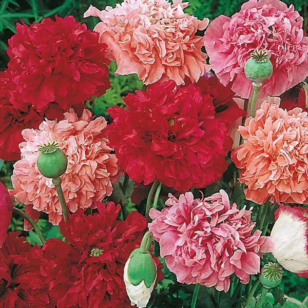300 Seeds Poppy Peony Double Mixed Colors - £10.95 GBP