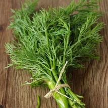 4000 Bouquet Dill Seeds Non-Gmo Heirloom From US - $9.41