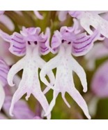 US Seller 50Pcs Naked Man Orchid Orchis Italica Flower Seeds Bonsai - $12.25