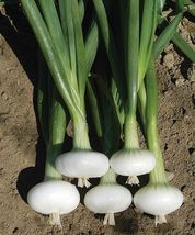 200 Cipollini Onion Seeds  Yellow Sweet  - $4.61