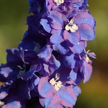 New Fresh Magic Purple Delphinium Seeds Fresh Organic Delphinium Elatum Seeds Pu - £6.30 GBP