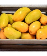 Large Grafted Mango Ataulfo Live Tropical Fruit Tree 2-3Ft Feet Arbol Vi... - $2,787.42 MXN
