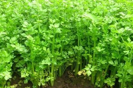 Asian Chinese Celery Seeds Khan Chou cool weather herb flavor Best Deal - £1.55 GBP+