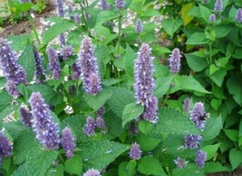 200 Hysop Seeds Mint Family Blue Flowers Fragrant Perennial Herb Seeds  ... - $8.35