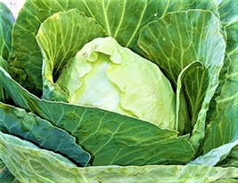 BStore Early Jersey Wakefield Cabbage Seeds 300 Seeds Non-Gmo - £5.94 GBP