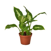 Dieffenbachia Camille-4&quot; Pot / Nursery Pot - $533.75 MXN