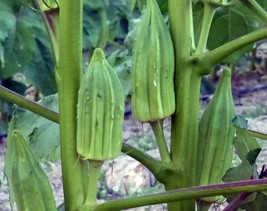 Okra Seeds 25 &quot;Star Of David&quot; Old Fashioned BIG OKRA Vegetable - $9.80