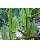 Okra Seeds 25 &quot;Star Of David&quot; Old Fashioned BIG OKRA Vegetable - $9.80