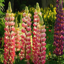 Lupine Bonsai Plants for Home Garden Easy to Grow 200 PCS Seeds - $13.59