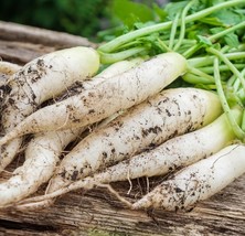 200 Radish White Icicle Radish Non GMO Garden Vegetable Bulk Seeds - $172.69 MXN