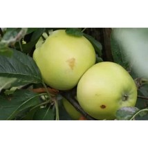 25+ Golden Noble Apple Seeds | Sweet Juicy Heirloom Cooking Apple - $16.50
