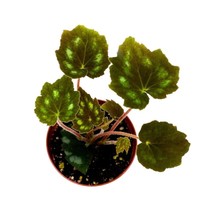 Begonia Paleata Palmata, 4 inch Fuzzy Leaf Shrub Begonia - £14.89 GBP