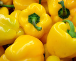 Sale 100 Seeds Canary Bell Pepper Sweet Yellow Capsicum Annuum Vegetable... - £7.89 GBP