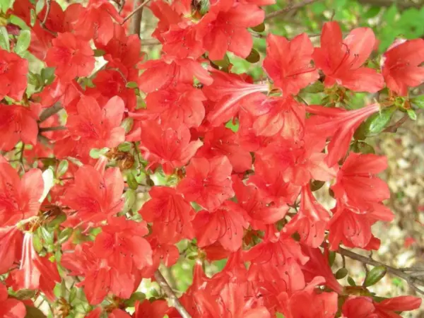 Top Seller 10 Red Cumberland Azalea Rhododendron Cumberlandense Bush Shr... - £11.46 GBP
