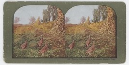 c1900&#39;s Colorized Stereoview Prairie Chickens in Minnesota Stubble Field - £7.46 GBP