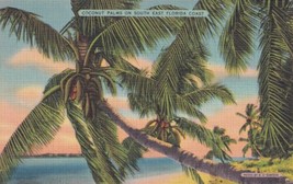 Coconut Palms South East Florida Coast FL Postcard B19 - $2.99