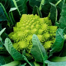 25 Cauliflower Seeds Veronica Cauliflower Green Cauliflower Fresh Seeds ... - $24.00