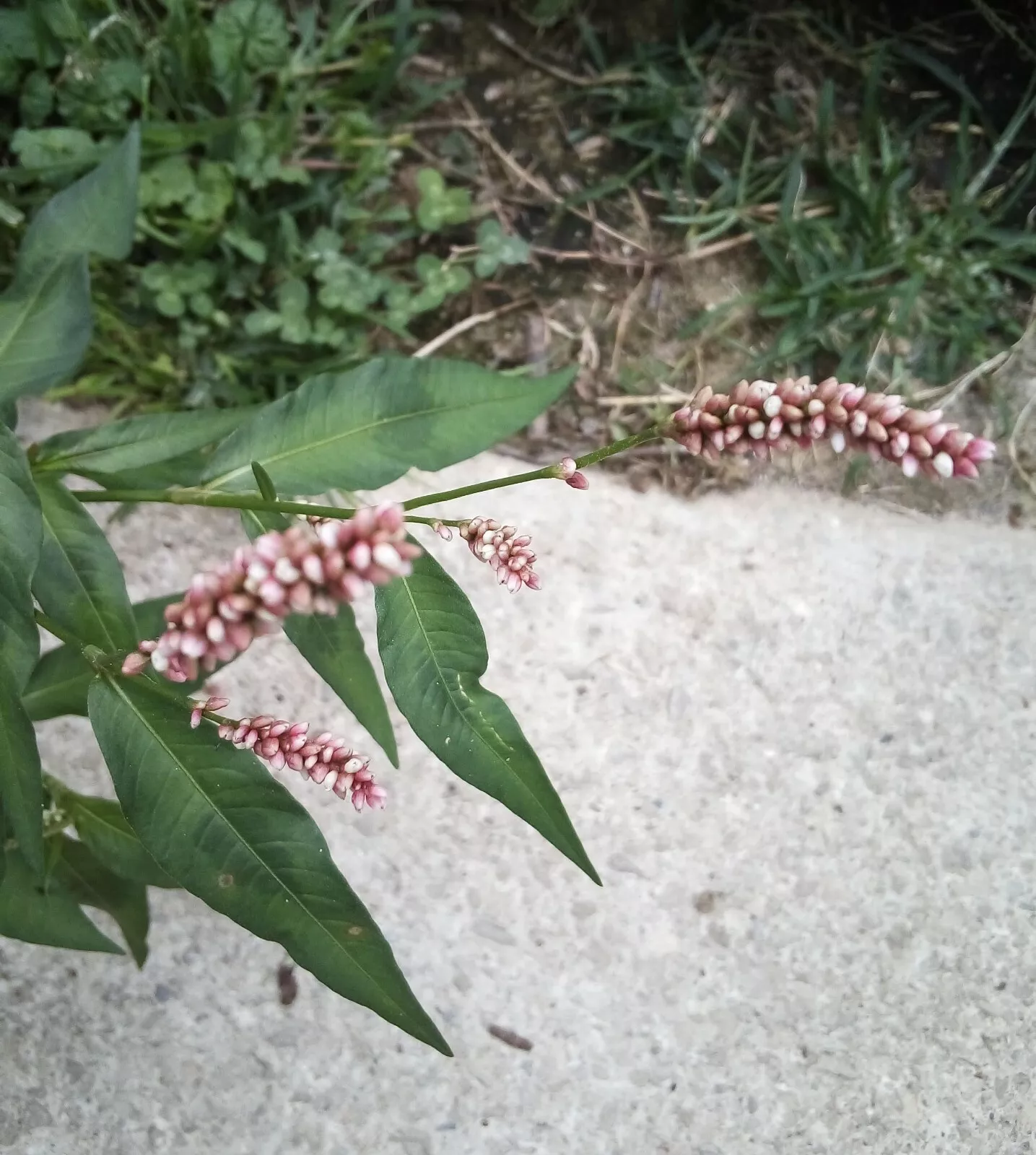 50 SEEDS PENNSYLVANIA SMARTWEED - $11.04