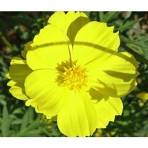 Cosmos Lemon Sulphur Dwarf 100 Seeds Heirloom Flower Fresh - £10.29 GBP