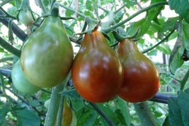 Chocolate Pear - delightful flavor and color in a cherry tomato - £4.30 GBP