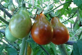 Chocolate Pear - delightful flavor and color in a cherry tomato - £4.11 GBP