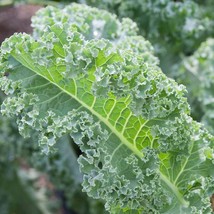 Ship From Us Organic Vates Blue Curled Kale Seeds ~ 50 Lb Seeds - Heirloom, TM11 - £2,157.98 GBP