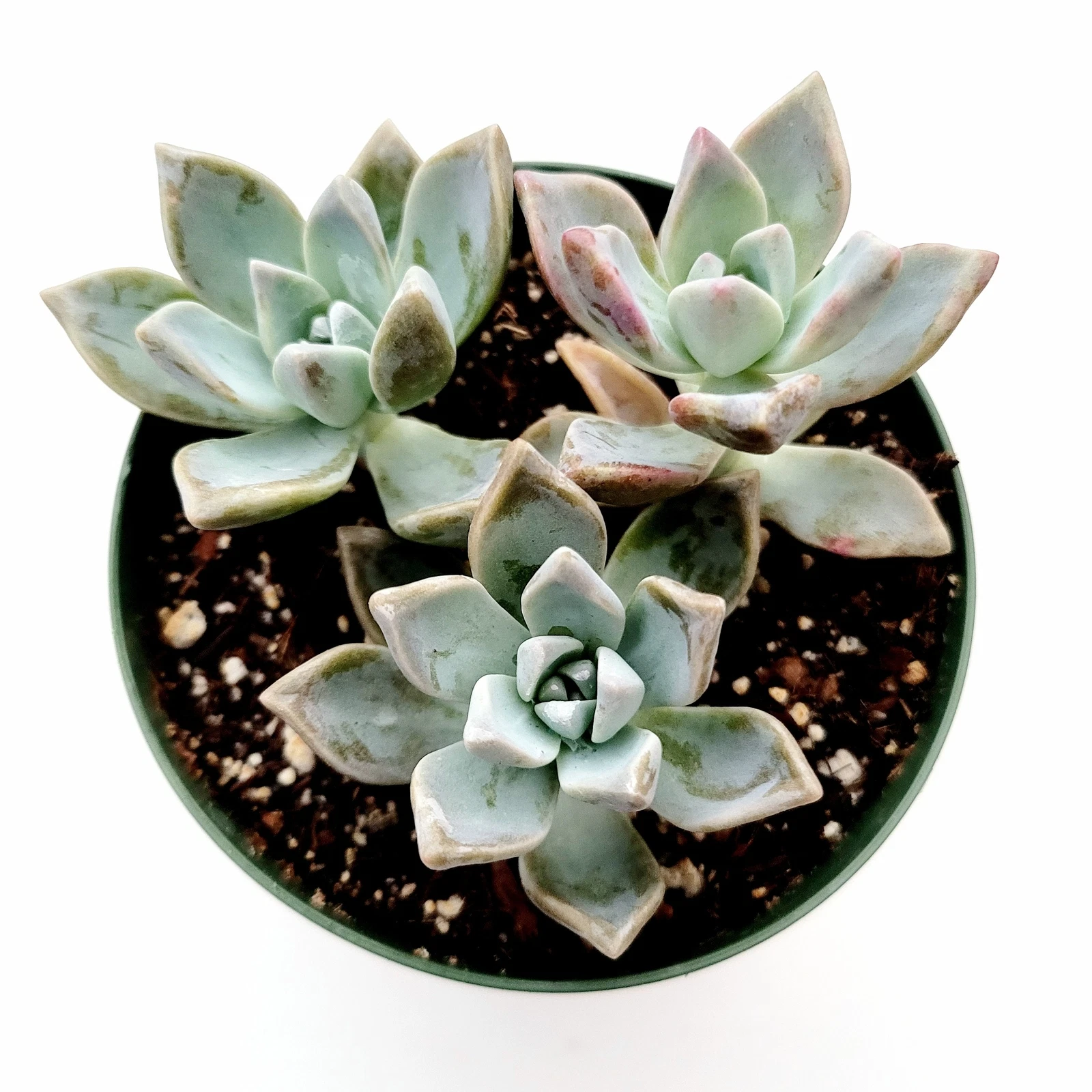 Graptopetalum paraguayense - Mother of Pearl Succulent Plant - $11.66