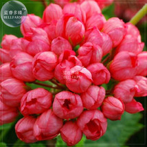 New Fresh Geranium Tulip Orangish Red Bud Perennial Bonsai Flowers 10 Seeds Peta - £8.76 GBP