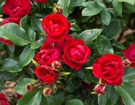 1 live plants Petite Knock Out® Rose - Starter Plant ( SM ) - £20.05 GBP