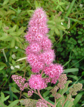 50 Rose Douglas Spirea Pink Hardhack Steeple Bush Spiraea Flower Shrub S... - $9.90