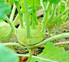Bloomys 1000 Seeds Cabbage Kohlrabi Spring Microgreens Vegetable Non-Gmo... - $9.38