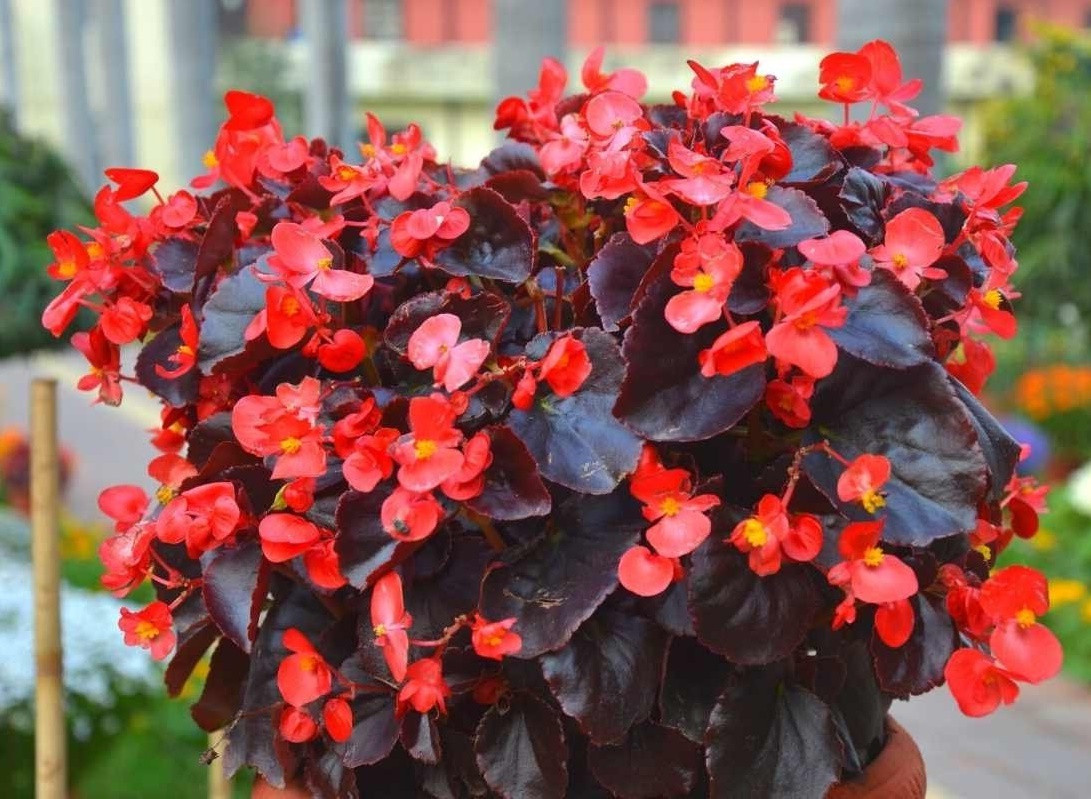50 Seeds - Wax Red Begonia - Hanging Basket Plant