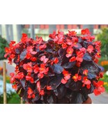 50 Seeds - Wax Red Begonia - Hanging Basket Plant - $9.49