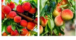 30 Pcs Dwarf Bonanza Peaches, Peach Tree - Peach Bonsai- Fruit Bonsai Bonsai - £20.71 GBP