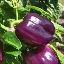 KKG Purple Beauty Sweet Bell Garden Favorite Fresh Garden - $7.89