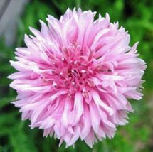 HGBO Bachelor Button Tall Pink Seeds 50 Seeds  Beautiful Bright Blooms From US - £6.80 GBP