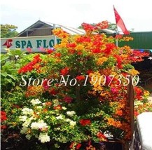 Fresh Seeds Bougainvillea Dwarft Seeds Mixed - $10.90